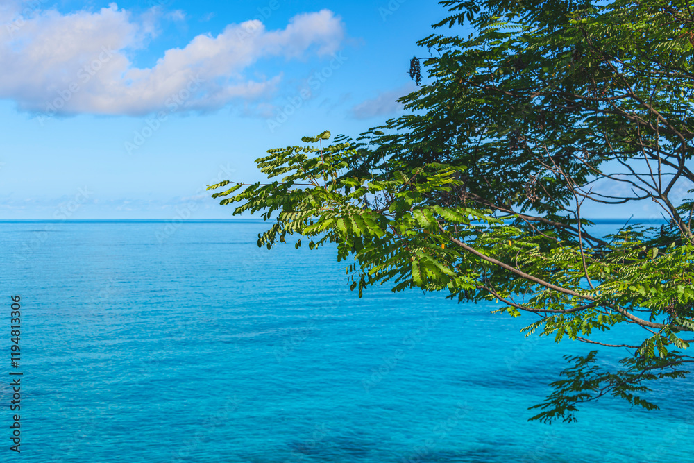 Beautiful Coastal Tree At The Sea