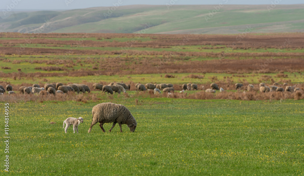 Sheep with a newborn lamb in the steppe on a spring day