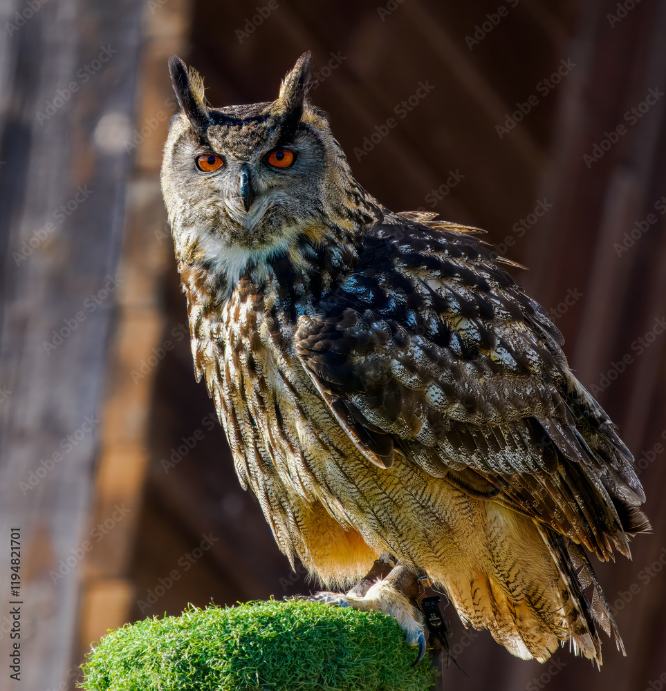 Naklejka premium Uhu