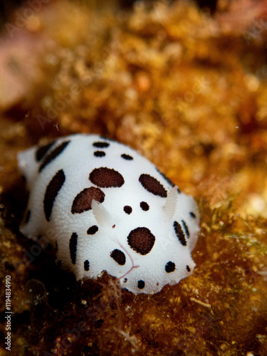 underwater marine cow nudibranch over the rock photo