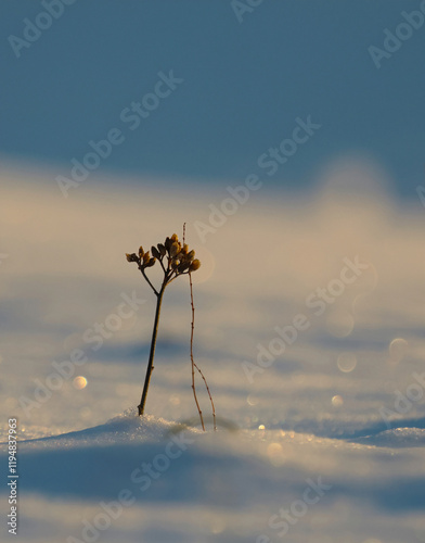 sunset on the snow wit meadow photo