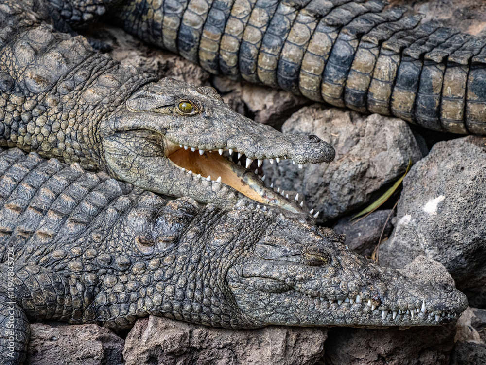 Krokodil Krokodil