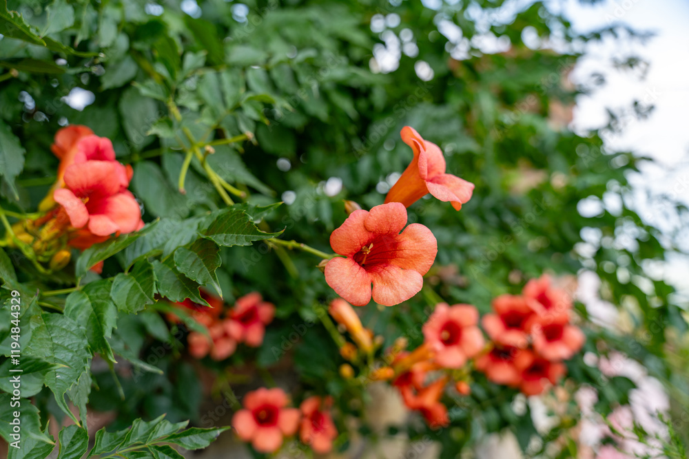 A bunch of orange flowers are blooming on a tree. The flowers are in full bloom and are very bright A bunch of orange flowers are blooming on a tree. The flowers are in full bloom and are very bright