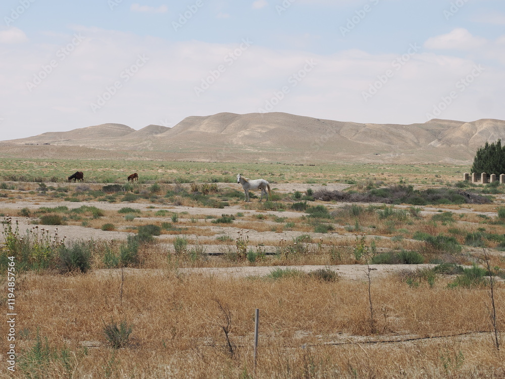 Fototapeta premium アゼルバイジャン ゴブスタン国立保護区の馬