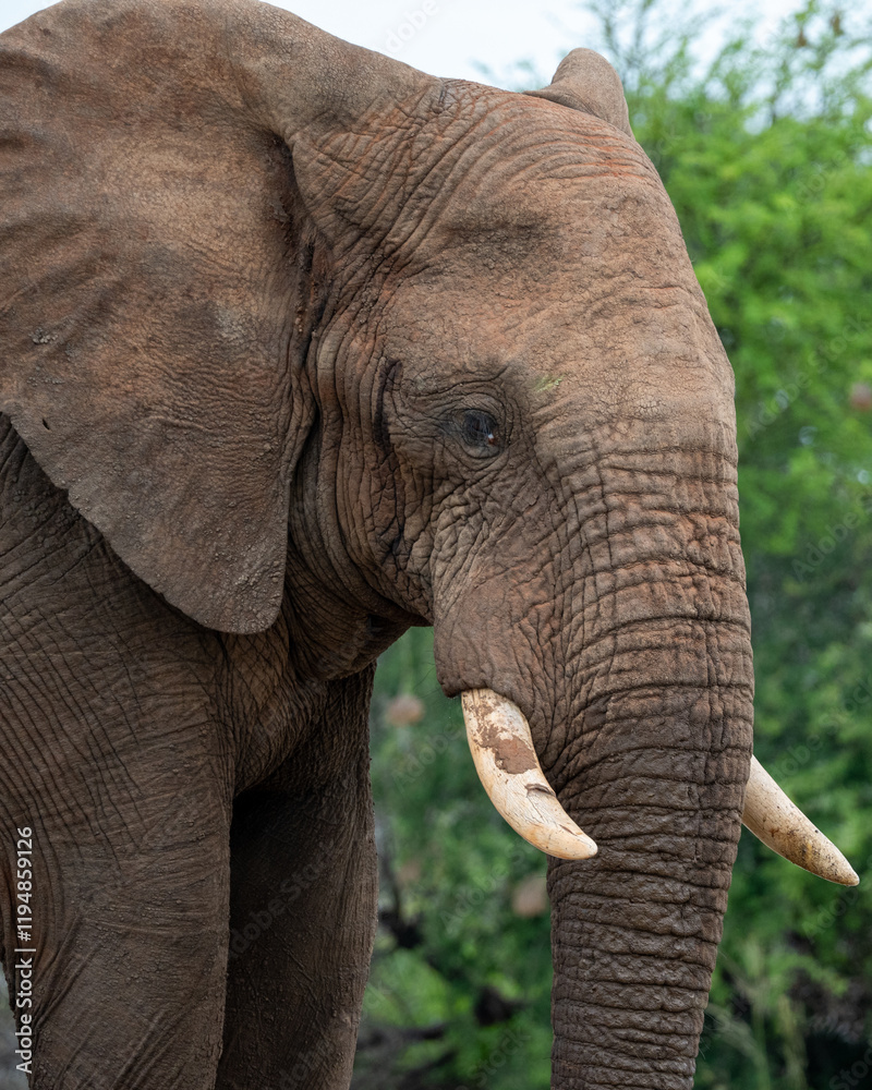 Obraz premium A stunning closeup of a magnificent elephant, perfectly showcasing its unique features while in the wild