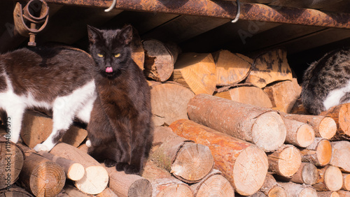 Black cute kitten warm themselves  on the spring sunshine, stares at you will devils face somewhere in the czech village. Pic evokes coziness, early spring, new life and cuteness photo