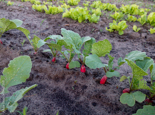 Row of fresh radish plants with visible red roots growing in soil, surrounded by lettuce plants in a garden. Close-up outdoor view. Gardening and agriculture concept photo