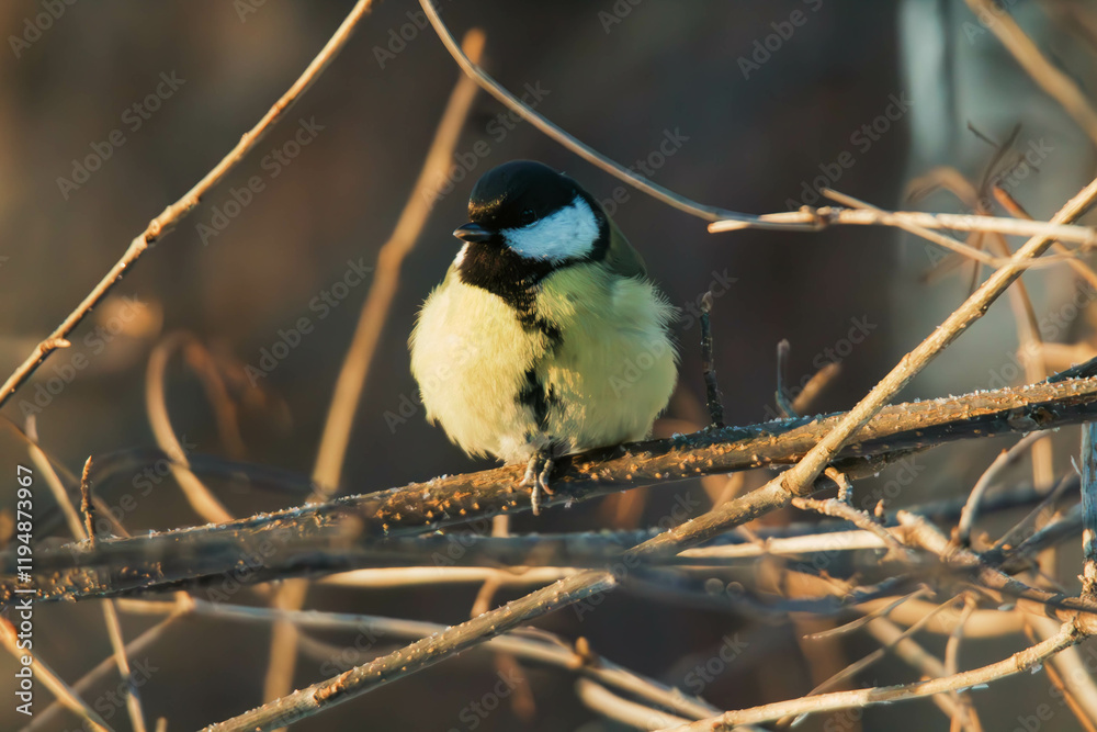 Fototapeta premium great tit on branch
