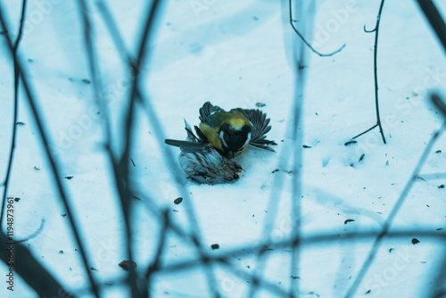 great tit fighing with redpoll photo