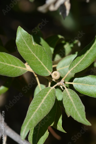 Evergreen oak branch with seeds photo