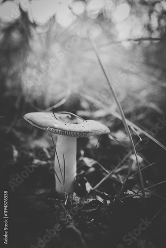 Large  mushroom russula. Genus of lamellar mushrooms of the family Russulaceae. Black and white photo of mushroom photo