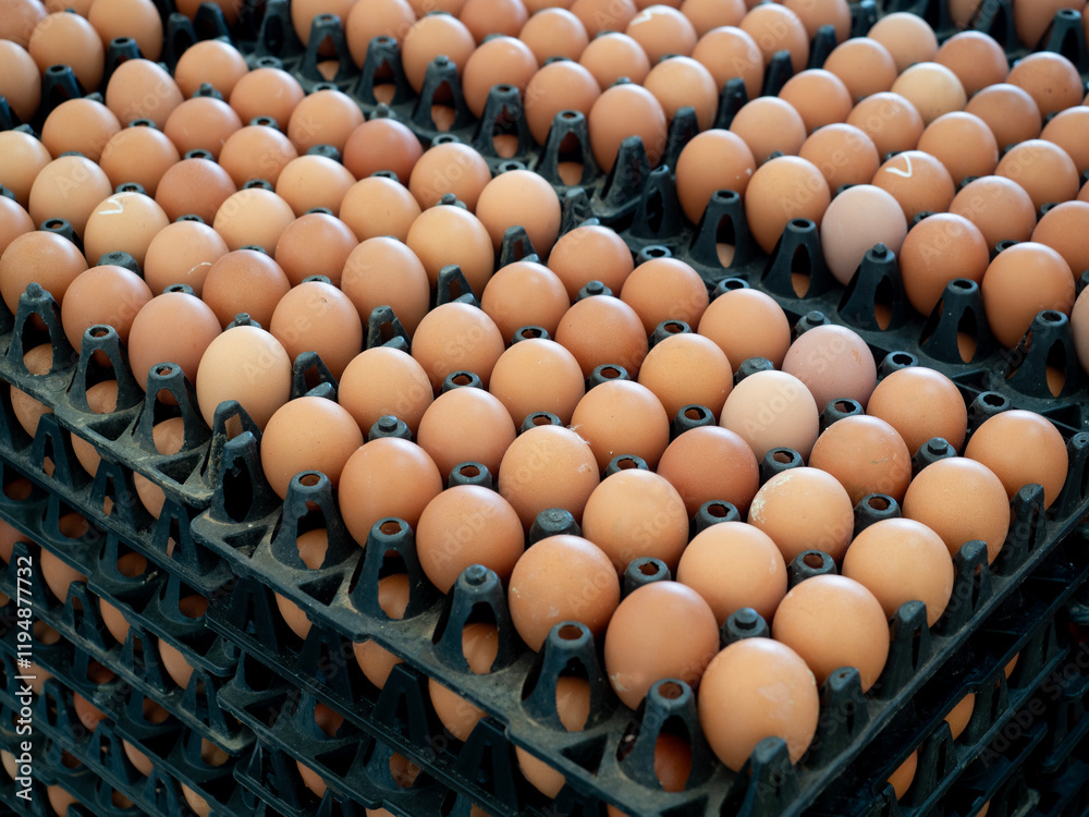 Organic Chicken Egg in tray or egg box contains high protein and important for health.