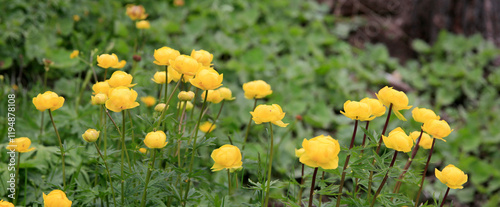 Trollblume (Trollius europaeus) Pflanze mit gelben Blüten, Panorama 