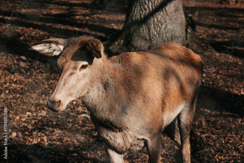Mountain hind with pricked ears. Close up picture of deer head.