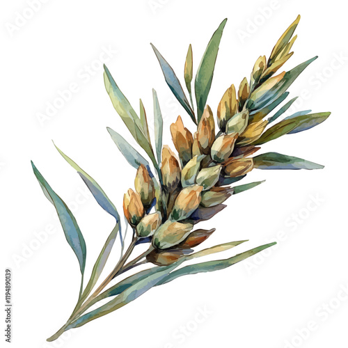 A watercolor illustration of fustanella from Greece, isolated on a white background. Fustanella from Greece vector.
