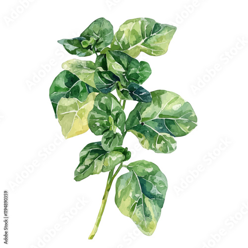 A watercolor illustration of fustanella from Greece, isolated on a white background. Fustanella from Greece vector.
