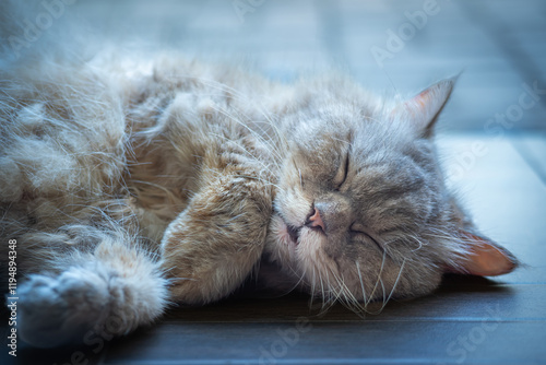 Selkirk Rex, cat breed is sleeping when photographed, on the back porch of the house