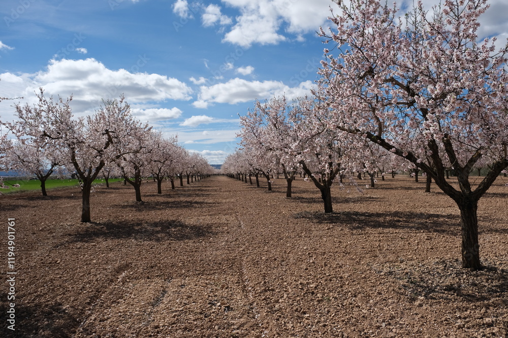 tree, cherry, nature, landscape, spain, catalunya, arbeca, flowers tree, cherry, nature, landscape, spain, catalunya, arbeca, flowers