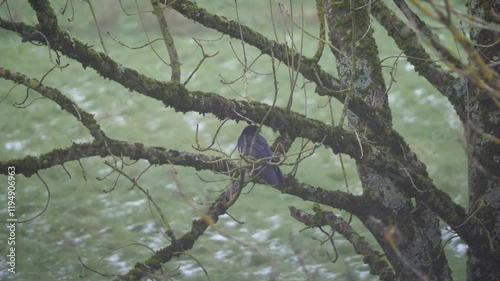 Posed European jackdaw France
