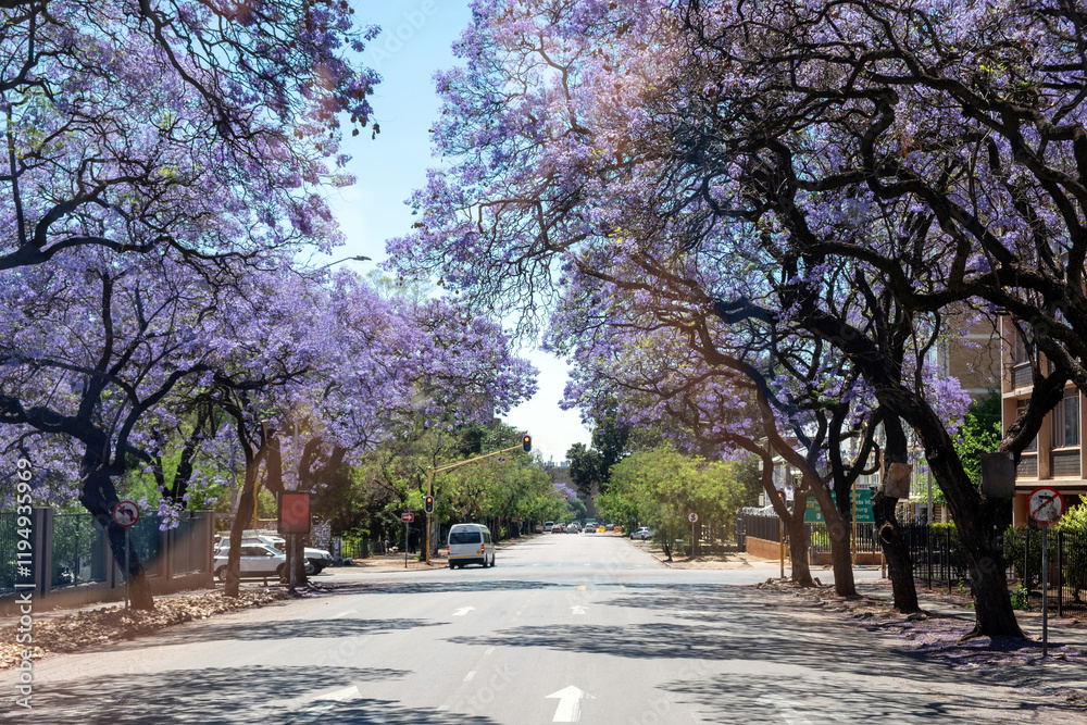Fototapeta premium Jacaranda Trees blooming in a street, Johannesburg, South Africa