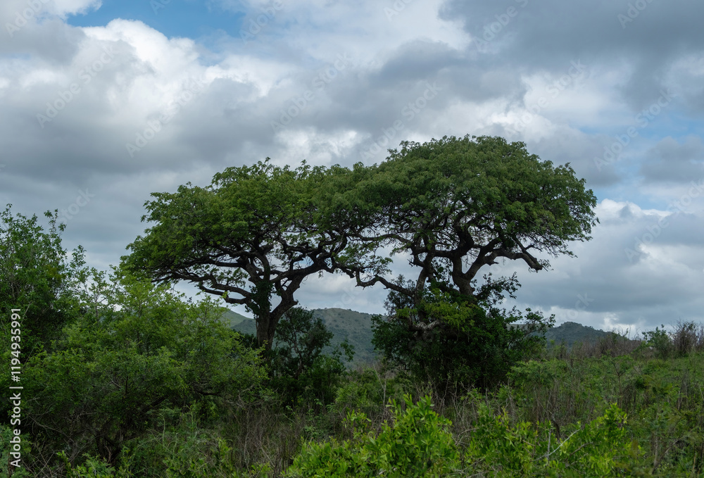 Acacia tree in African savannah, cloudy sky. Vachellia tortilis in South Africa Acacia tree in African savannah, cloudy sky. Vachellia tortilis in South Africa