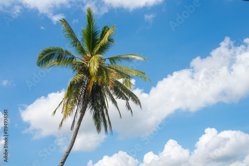Close up of a coconut palm tree blowing in the wind with blue skies and white clouds in the background.
