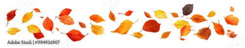 Falling Autumn Leaves Isolated on White Background