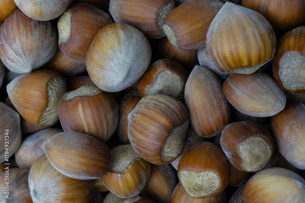 Background of raw hazelnut in close-up Background of raw hazelnut in close-up