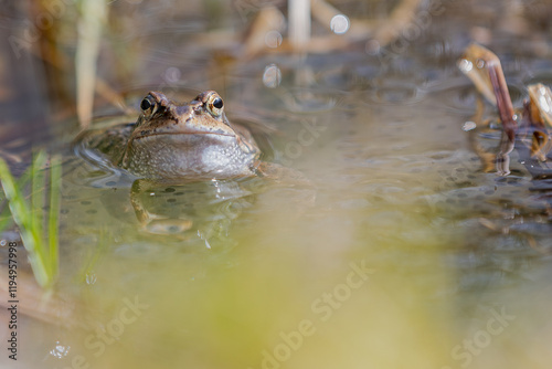 Moorfrosch photo