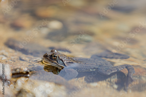 Moorfrosch photo