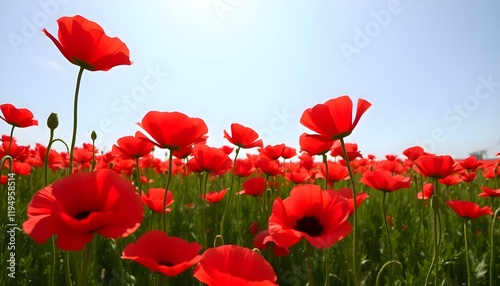 a field full of red flowers under a blue sky