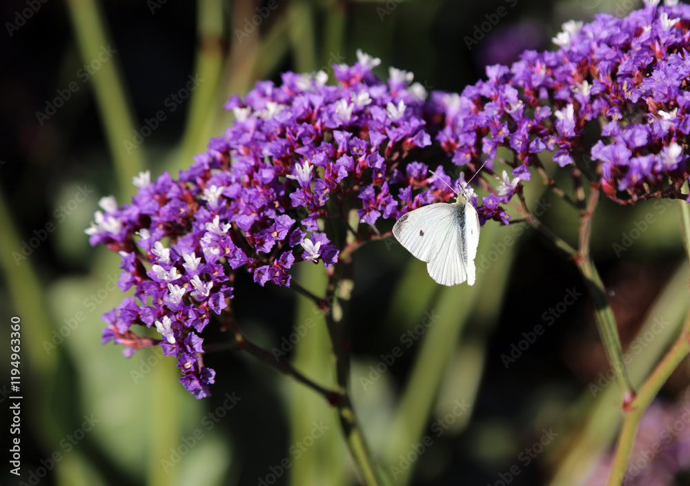 Closeup of a Small White butterfly on Wavyleaf Sea Lavender blooms, New South Wales Australia
Closeup of a Small White butterfly on Wavyleaf Sea Lavender blooms, New South Wales Australia