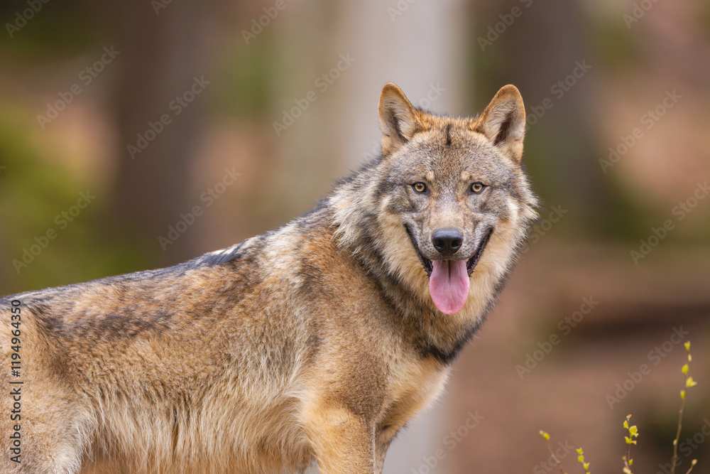 Obraz premium Wolf Portrait