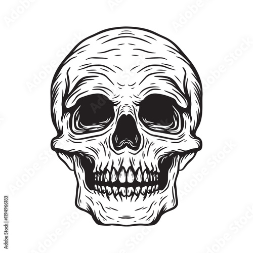 Skull vector illustration isolated on white background. Hand drawn sketch.