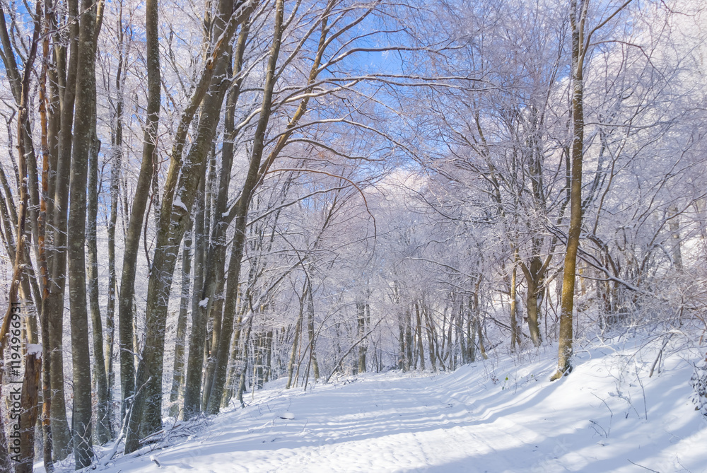 Fototapeta premium quiet winter forest glade in snow, seasonal outdoor scene