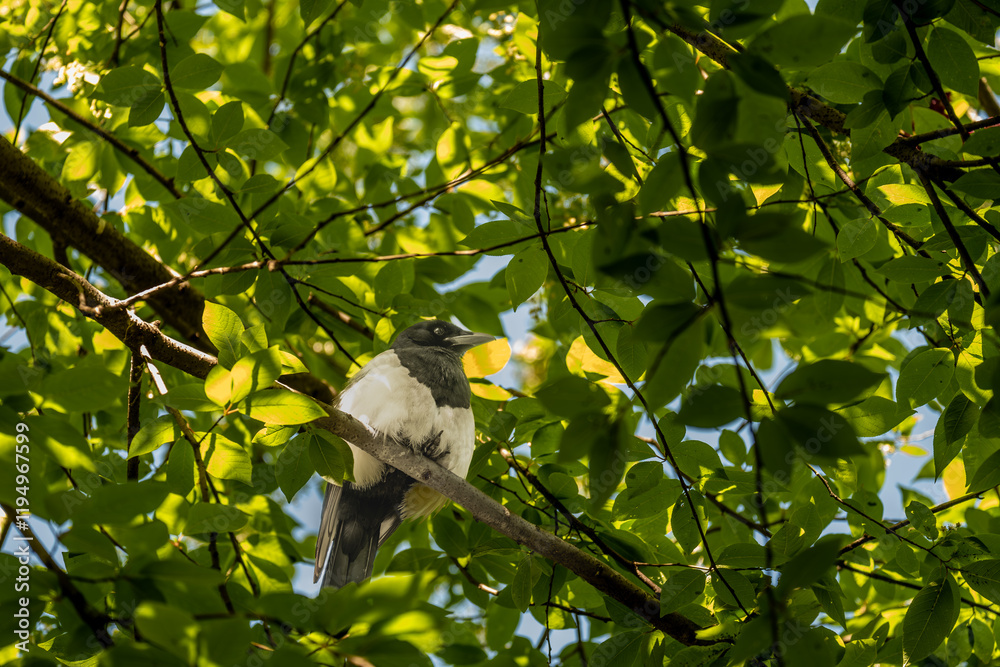 Obraz premium Magpies are sitting on a branch in the forest in summer.