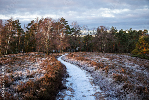 Heidelandschaft Brunsberg Heideschnuckenweg  photo