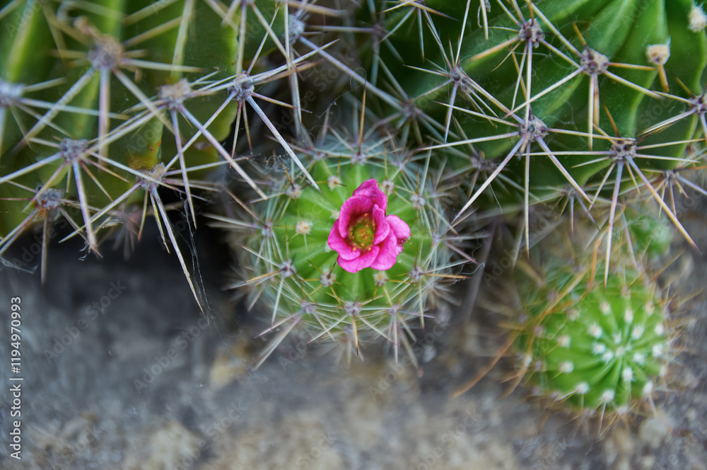 A green cactus with large spines and a pink flower. Blooming cactus. Close-up.