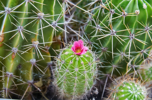 A green cactus with large spines and a pink flower. Blooming cactus. Close-up.