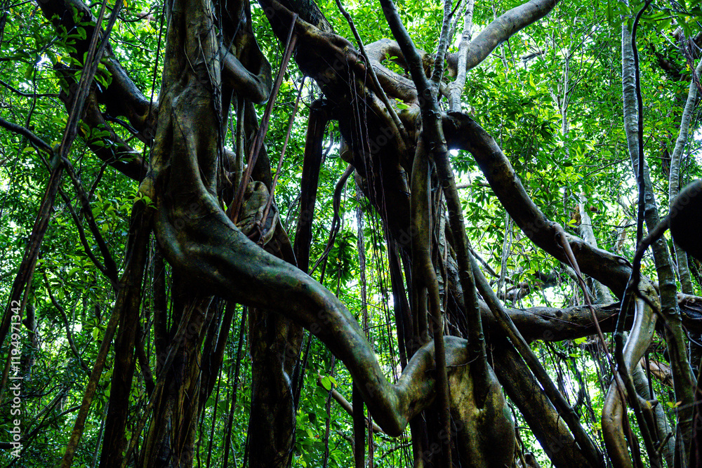 Fototapeta premium 屋久島 猿川ガジュマル