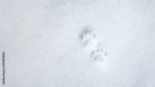 Interesting abstract white background with footprints of a cat or dog paws on the snow. photo