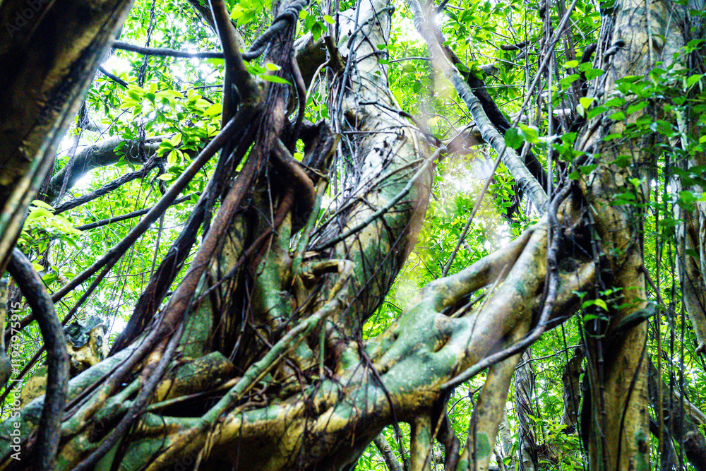Fototapeta premium 屋久島 猿川ガジュマル