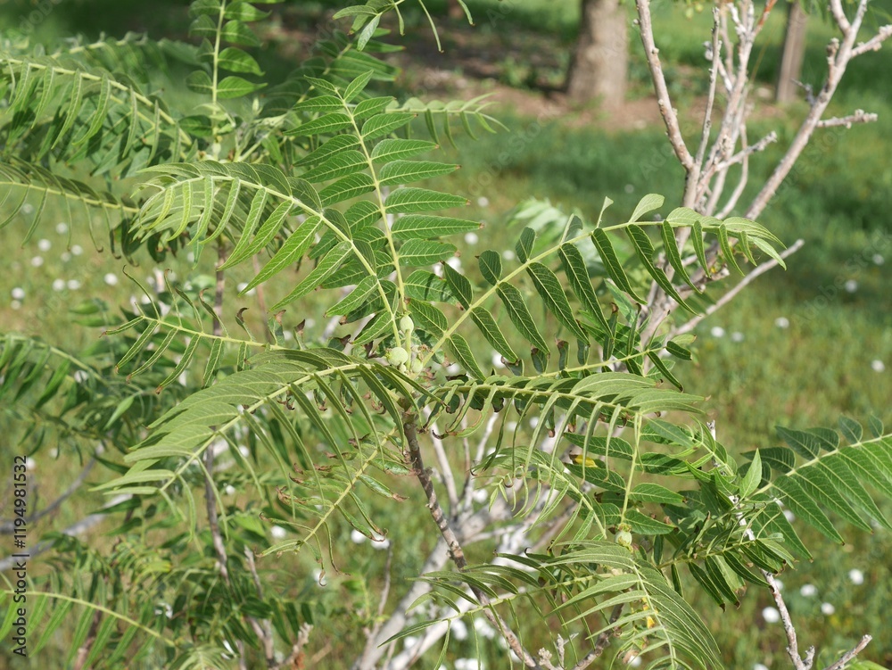 Fototapeta premium Little Walnut tree fruits and leaves in early summer, Colorado