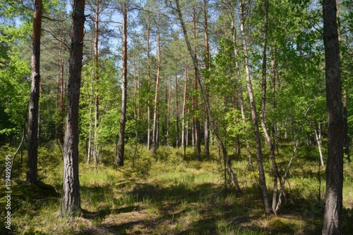 Vibrant and Lush: A Forest Replete with Healthy Green Trees, Where Ancient Spruce, Fir, and Pine Thrive