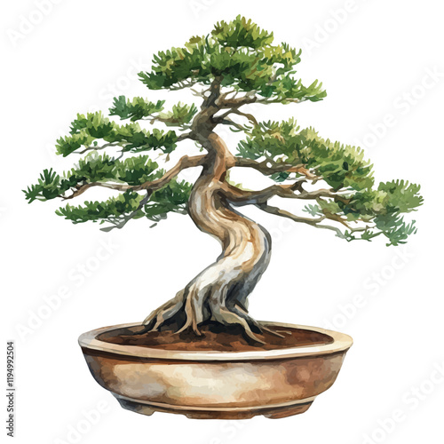 A watercolor vector painting of an Atlas Cedar Bonsai, isolated on a white background. Atlas Cedar Bonsai vector.

