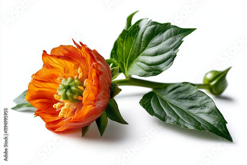 captivating close-up of a vibrant orange welsh poppy with lush green leaves featured in detailed botanical flower photography photo