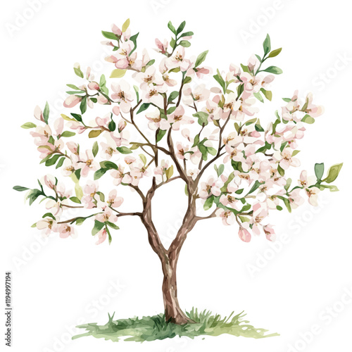A watercolor vector painting of an Almond tree, isolated on a white background. Almond tree vector.

