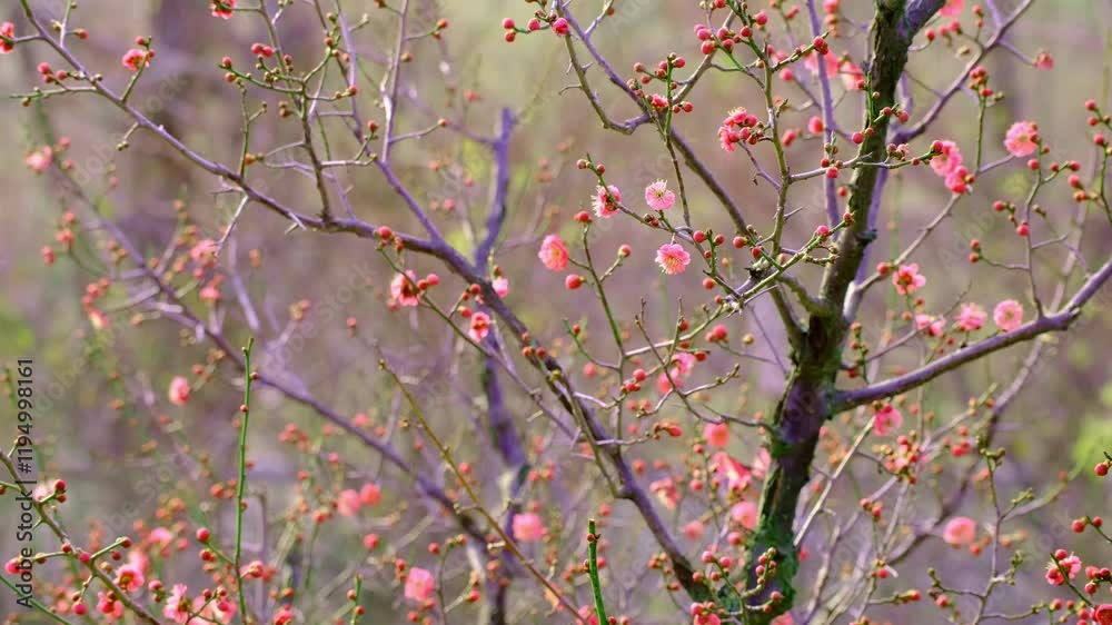 March plum blossoms bloom on wild plants in lush green surroundings capturing nature's beauty March plum blossoms bloom on wild plants in lush green surroundings capturing nature's beauty