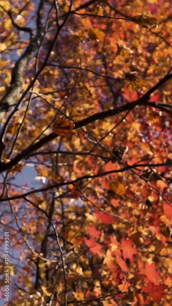Slow motion of orange and green autumn leaves falling from trees. colorful fall season. morning sunrise. Vertical Shot. Slow motion of orange and green autumn leaves falling from trees. colorful fall season. morning sunrise. Vertical Shot.