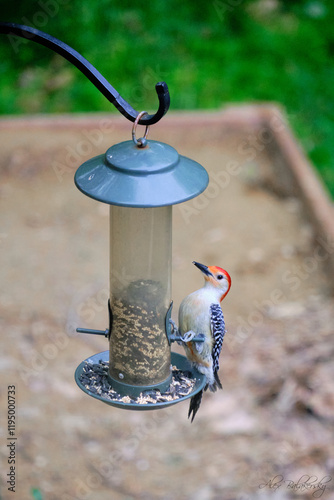 bird on feeder